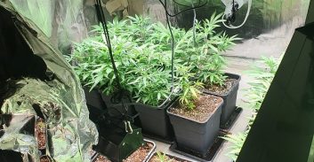 המחוזי ביטל החלטה לשחרר באיזוק בן 18 הנאשם בגידול 46 ק"ג קנאביס