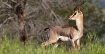 מאסר בפועל לנאשמים שצדו צבי בסכנת הכחדה