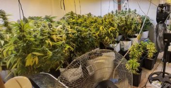 שלושה נאשמים בגידול 22 ק"ג קנאביס בדירה שכורה בחיפה