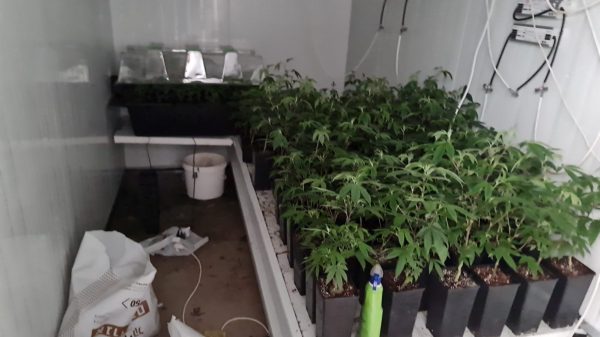 אישום: שני אחים מבני ברק גידלו קנאביס במעבדה בפתח תקווה