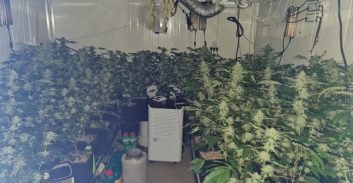 עכו: נעצר בחשד לגידול 50 ק"ג קנאביס במחסנים בחצר ביתו