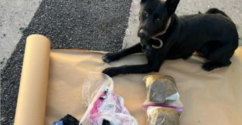 המשטרה נתנה לכלבים להתאמן על הסמים ותיק קוקאין נגמר בהסדר