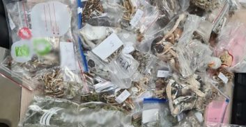 רחוב בן יהודה בתל אביב: נתפס מצבור סמים שהיו מיועדים למסיבות פורים