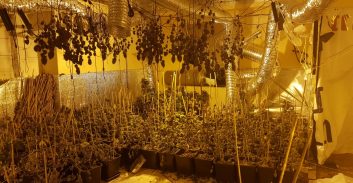 חמישה חשודים בגידול 560 שתילי קנאביס במעבדה בבת-ים