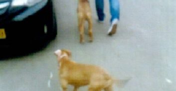 רעננה: איים ותקף פקח עירייה כי צילם את הכלבים שלו משוחררים