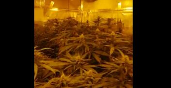 עמק יזרעאל: עבודות שירות לנאשם שגידל 64 ק"ג קנאביס במשק חקלאי