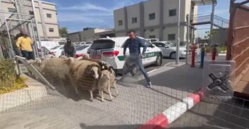 ארבעה תושבי רהט חשודים בגניבות עשרות כבשים