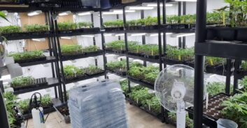 מעבדה עם יותר מ-10,000 שתילי קנאביס נחשפה בדירה בנתניה