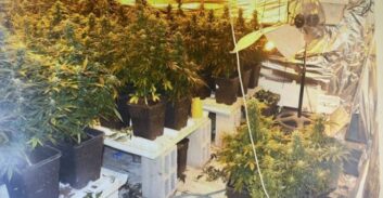 התסקיר התעכב ונאשם בגידול 155 שתילי קנאביס זכה מן ההפקר