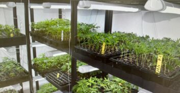 מעבדה סיטונאית: כתב אישום על סחר בשתילי קנאביס שגידלו בנתניה