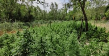 שחרור מוקדם לאסיר שנשפט על גידול מאות ק"ג קנאביס