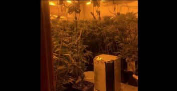 עבודות שירות לצעיר ששקע בחובות הימורים וגידל יותר מ-100 ק"ג קנאביס