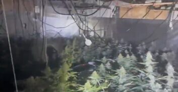 תושב שדרות נעצר בחשד לגידול 167 ק"ג קנאביס בראשל"צ