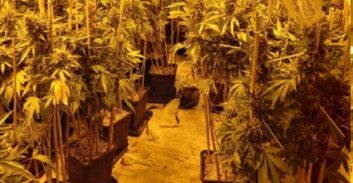 אישום: השתלט על מחסן בעפולה וגידל בתוכו 140 ק"ג קנאביס