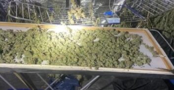 מושבניק נעצר בחשד לגידול 140 ק"ג קנאביס