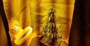 תוכנית השיקום למשווק של שתיל הקנאביס המניב