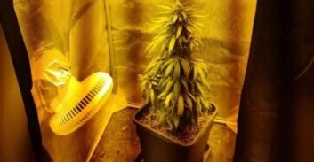 חודש מאסר על תנאי לאישה שהפעילה "מעבדה" עם ארבעה שתילי קנאביס