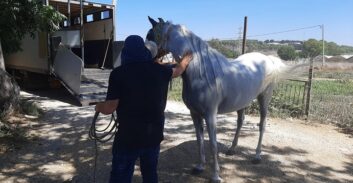 כתב אישום על תיק הסוסים והסנג'ר בעכו