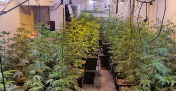 צעיר מבני ברק נתפס "על חם" במעבדת הידרו עם 650 שתילים באשדוד