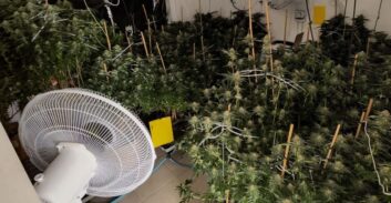 שני חשודים בגידול עשרות ק"ג קנאביס במבנה תעשייתי במודיעין עלית