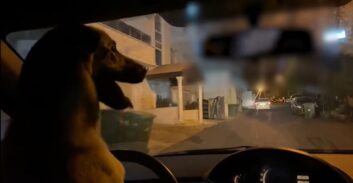 צפו בסרטון: נתן לכלב שלו לנהוג ונעצר על נהיגה בקלות ראש