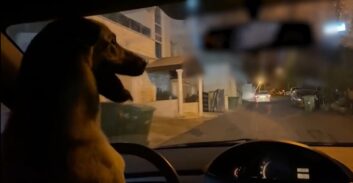 בני הזוג נפרדו – מי יקבל את הכלב?