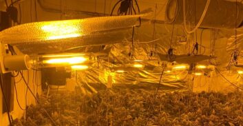 שופטת שחררה חשוד בגידול 87 ק"ג קנאביס עקב העומס בבתי המעצר