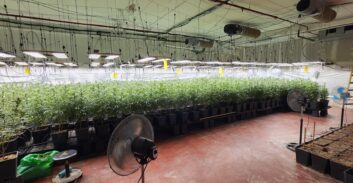 העליון קיבל ערר סניגורים ושלח לתסקיר מבחן שני נאשמים בגידול סמים