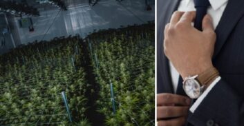 יועץ משפטי של חוות קנאביס חשוד בגניבת 90 קילוגרם מהחווה