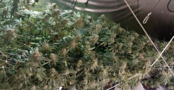 עצור בית בתיק גידול קנאביס נעצר שוב בהחזקת סמים