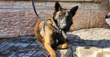 הנשק של חשודים בשוד עוברי אורח בירושלים? כלב רועה בלגי