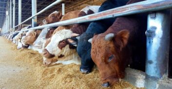 "בנק" אחיסמך קרס ובמושב מחפשים את הגזבר והרפתן שהמשטרה שחררה