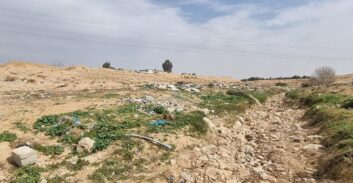 קק"ל נוטעת עצים באזור יתיר שבנגב כדי למנוע השתלטות על השטח