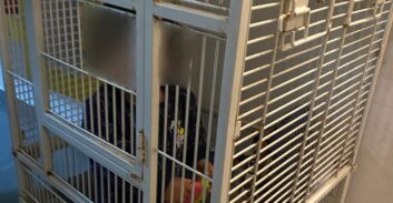 חיפה: בלשים חיפשו סמים ומצאו תינוק בן שנה וחצי כלוא בכלוב