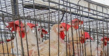 כתב אישום: גנבו 500 תרנגולות מחוות עופות בקיבוץ בדרום