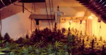 מוכרים למשטרה הואשמו בגידול 173 ק"ג קנאביס