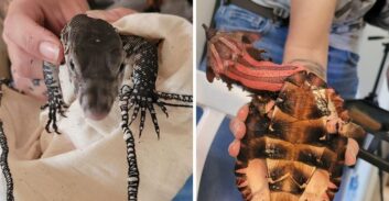 בן 42 מהצפון חשוד בהחזקת חיות בר מוגנות בניגוד לחוק