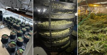 חקירת רצח אליזרוב בקריות חשפה 11 מעבדות הידרו ו-400 ק"ג קנאביס