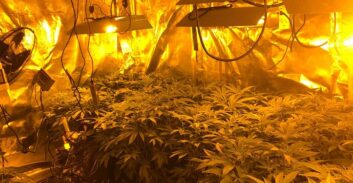 ביהמ"ש העליון ביטל עונש מאסר לנאשם שהורשע בגידול 90 ק"ג קנאביס