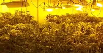 בן 20 "לקח על עצמו" תיק מעבדת קנאביס ביבנה