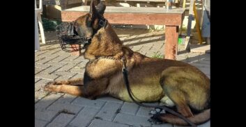 כלב הימ"מ ג׳אנגו הציל את חיי הלוחמים ונהרג במבצע בשכם