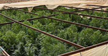 מעל 6,500 שתילי קנאביס אותרו בשלוש חממות ענק בנגב