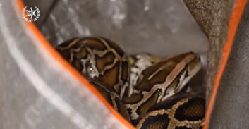 צפו: צעיר החזיק בבית נחשי פיתון ונעצר על התעללות בבעלי חיים