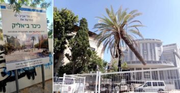 ת"א: מתמודדת על ראשות העיר נגד כריתת עץ דקל בכיכר ביאליק