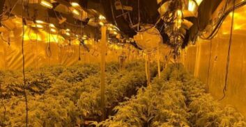 נאשם שגידל רבע טון קנאביס כדי לכסות חובות הימורים שוחרר לקהילה-טיפולית