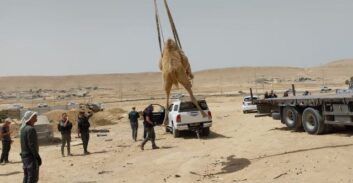 עצורים בחשד להשתתפות במירוץ גמלים בלתי חוקי בשטח אש בדרום