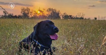 לזכרה של כלבת המשטרה בוניטה שנורתה למוות על-ידי מחבלים בקיבוץ סופה