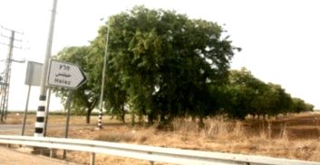 שוחררו למעצר בית החשודים ברצח המאבטח של בני שלמה