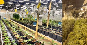 שני חשודים בגידול 208 ק"ג קנאביס במבנה תעשייתי בראשון לציון