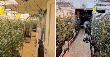 תוך יממה: המשטרה חשפה חצי טון שתילי קנאביס במעבדות ענק בקריות